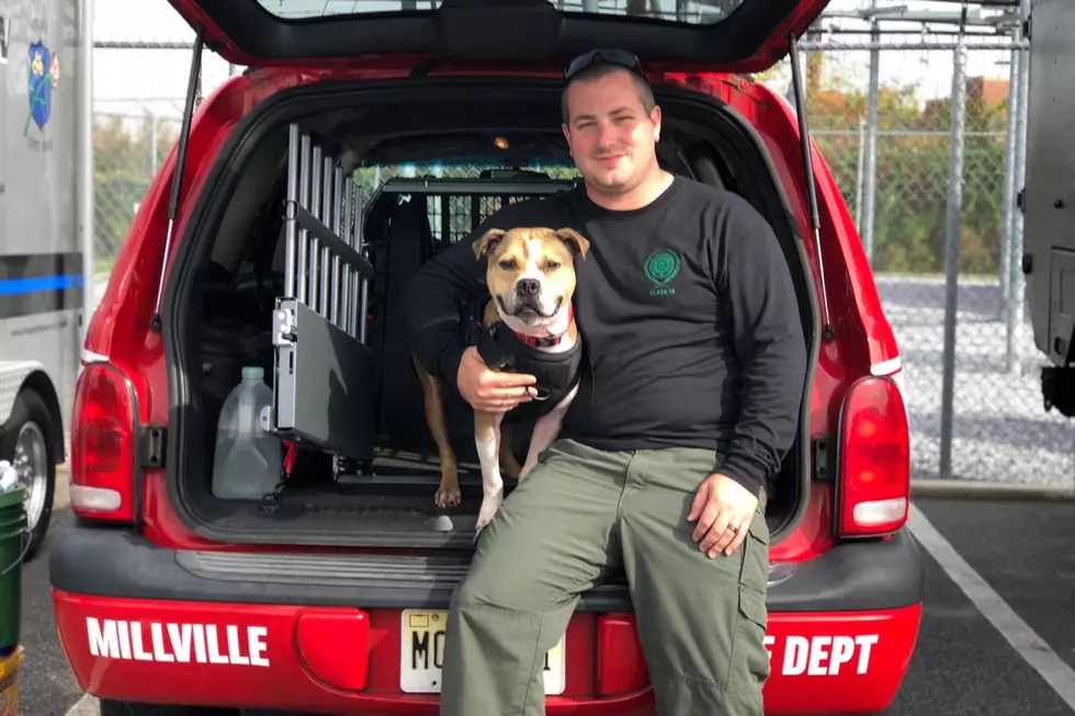 New Jersey’s First Pit Bull Arson K9 Officer is in Millville