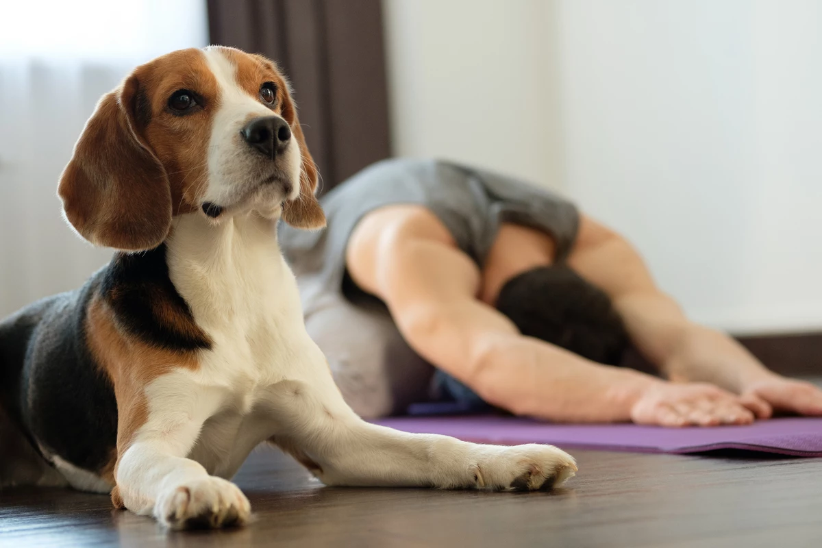 Puppy Yoga Exists in NJ, Here's Where It's Going to Be Next