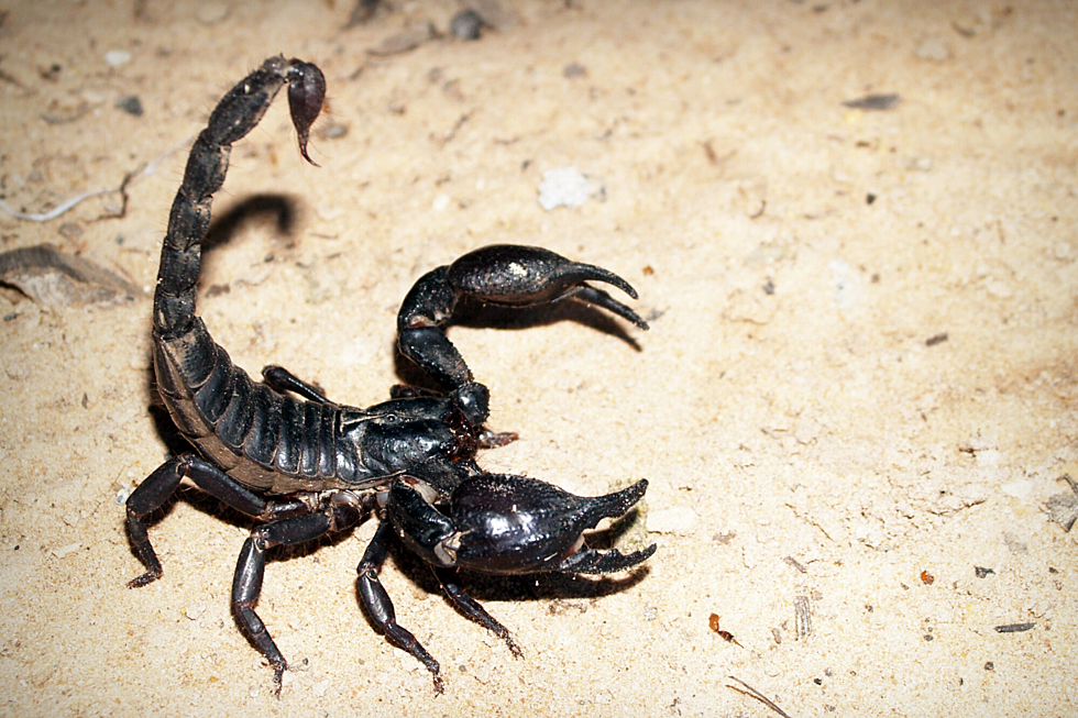 South Jersey Family Discovers Scorpion in Vacation Luggage