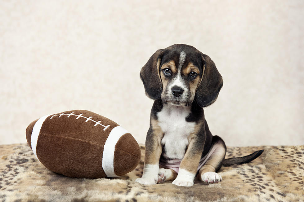 Toms River Pet Rescue Hosting Puppy Bowl Saturday