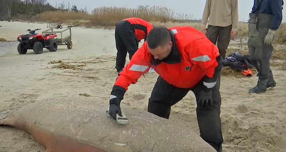 Dead Manatee Found on Cape May County Beach