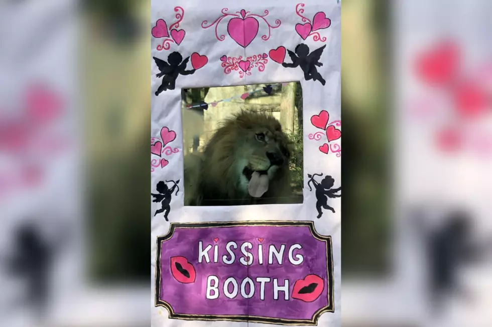 Philadelphia Zoo Featuring Big Cat Kissing Booths for Valentine’s Day