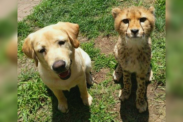 Meet New Jersey&#8217;s Favorite Friendship: Nandi the Cheetah and Bowie the Dog