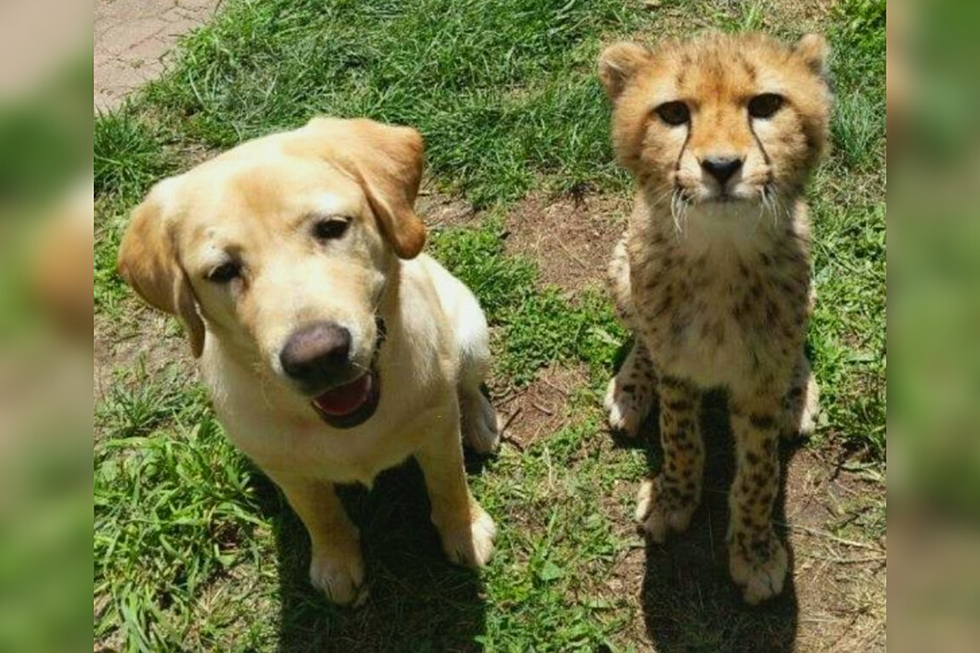 Meet New Jersey’s Favorite Friendship: Nandi the Cheetah and Bowie the Dog