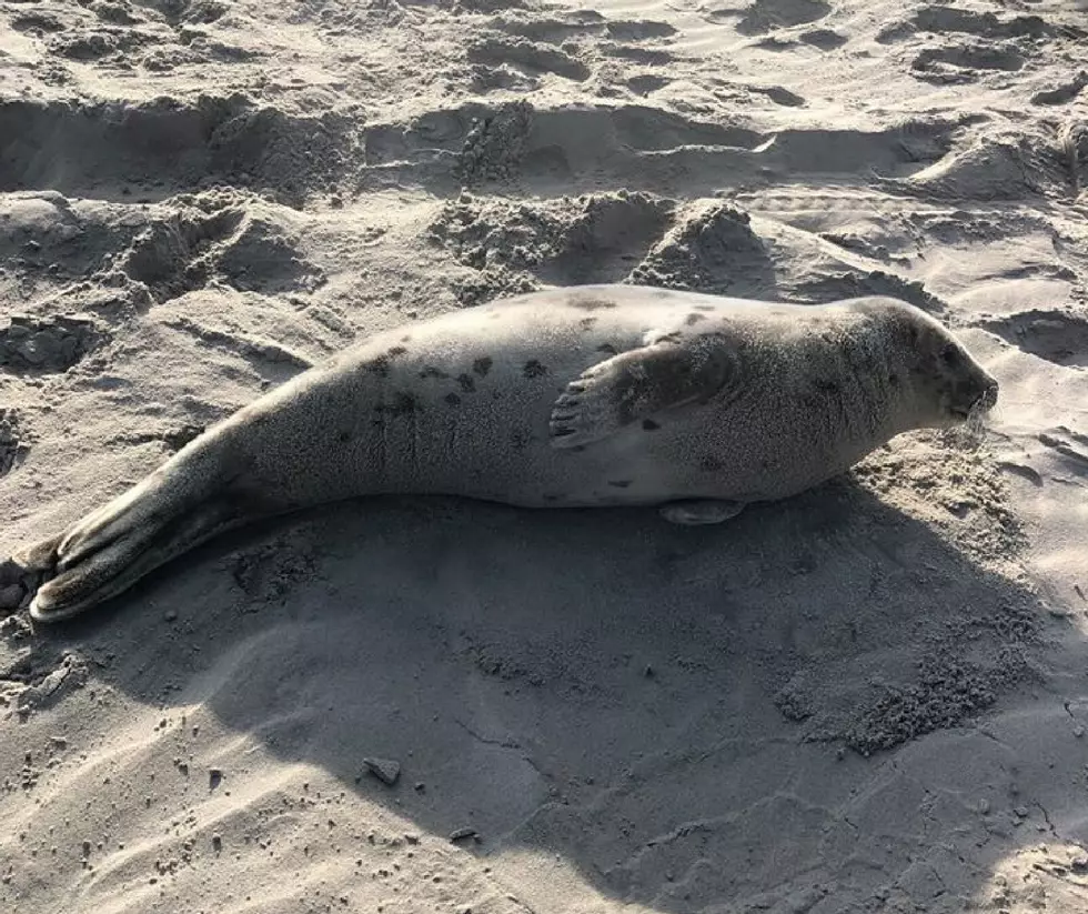 Why Seals Are Showing Up On South Jersey Beaches With Orange Heads