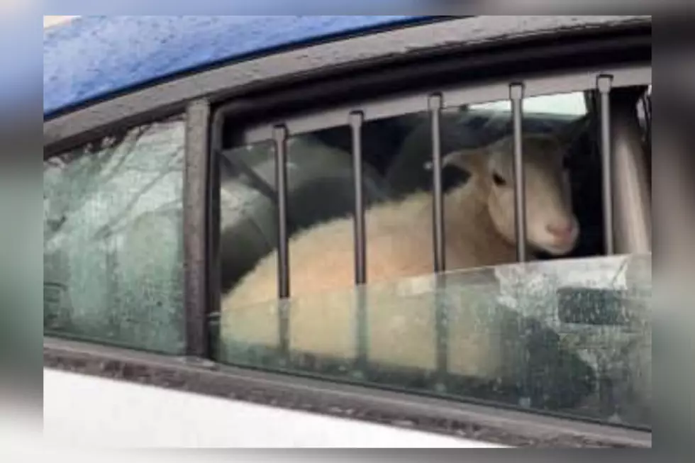 Two Sheep ‘Arrested’ in Toms River