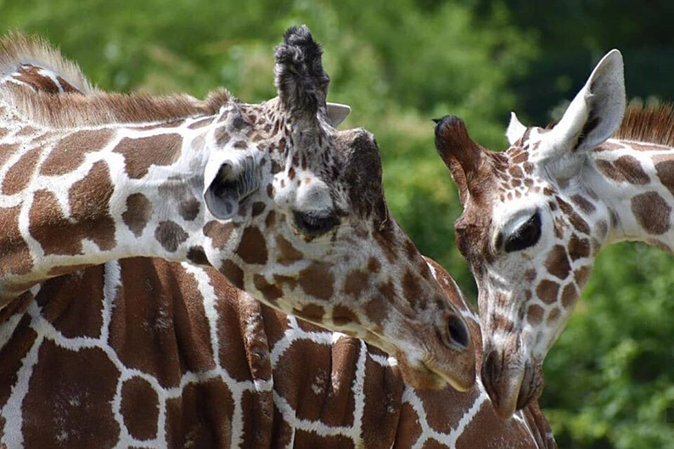 10 Zoos Across the World Offering Virtual Tours