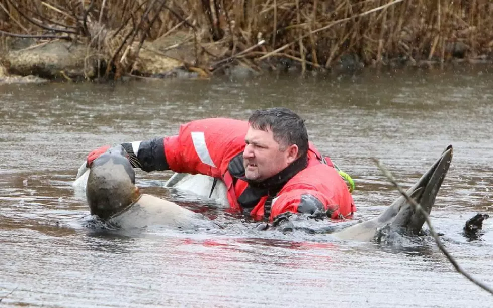 Daring Rescue Of Seal That Ended Up in Duck Pond