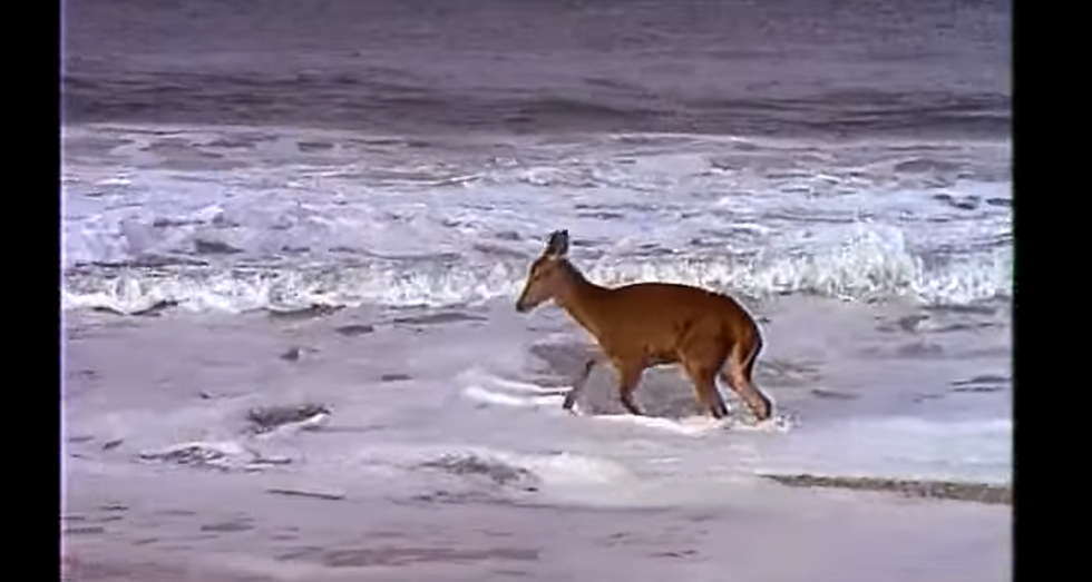 Deer Lives Its Best Life At The Beach&#8230; Just Like We Wish We Were Doing