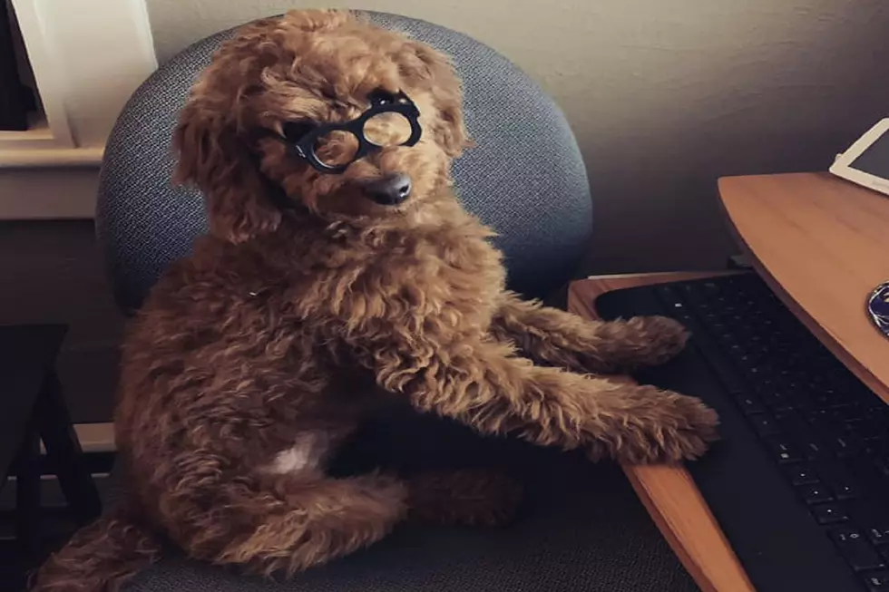 South Jersey Fur Parents Show Us Their Fuzzy Co-Workers!