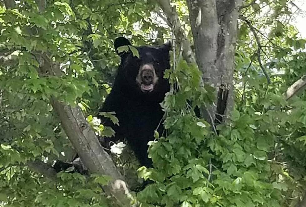 Bear Spotted Near Hamilton Township Condo Complex