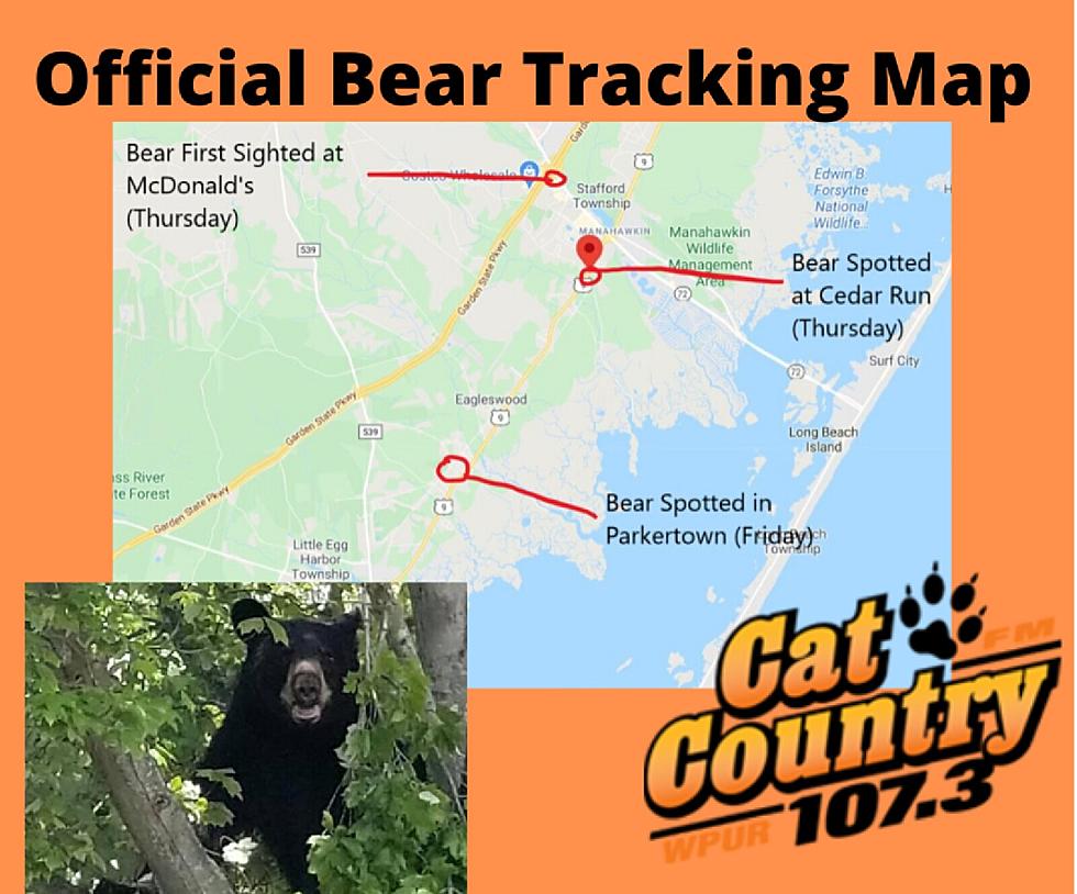 Manahawkin Bear Apparently Heading South – Sighted in Parkertown