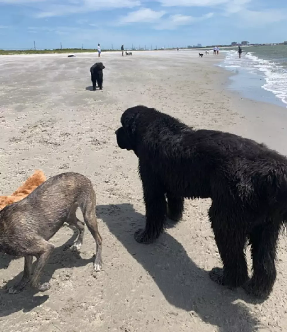 Police in EHT Crack Down on Illegal Parking at Dog Beach