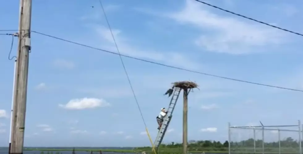 VIDEO: Watch Video of Dramatic Rescue of Injured Osprey