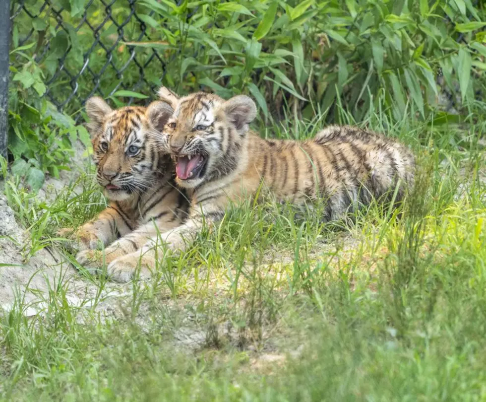 Tiger Cubs Born At Six Flags Drive-Thru Safari