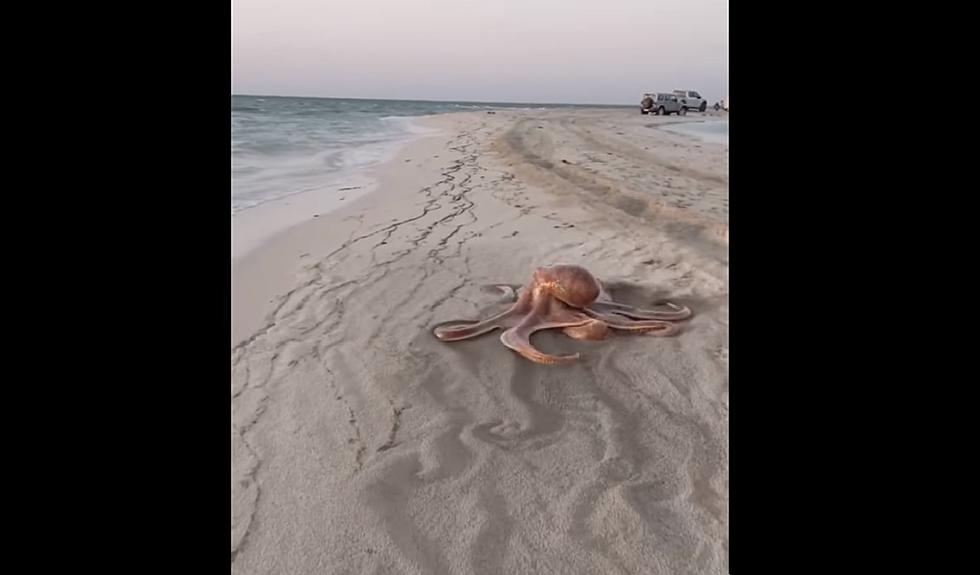 What Would You Do If You Saw This On The Beach?