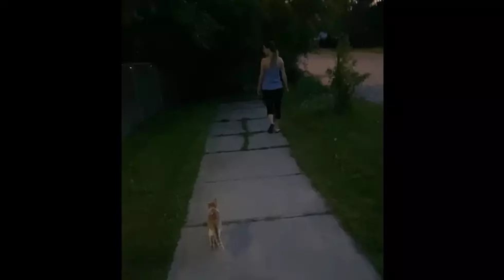 Cat Follows Couple All The Way Home and Into Apartment