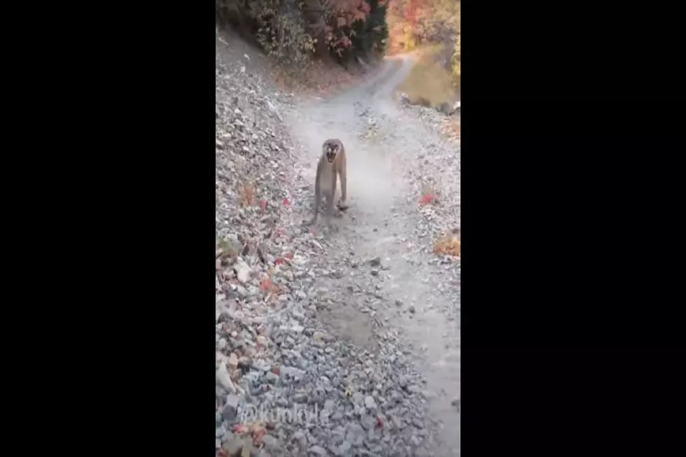 Frightening Footage Of Man Stalked By Cougar While On A Jog