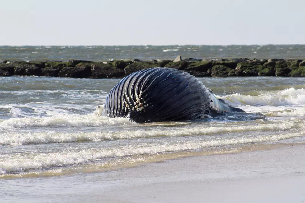 Beached Humpback Whale Drifting In Waters Of Townsends Inlet