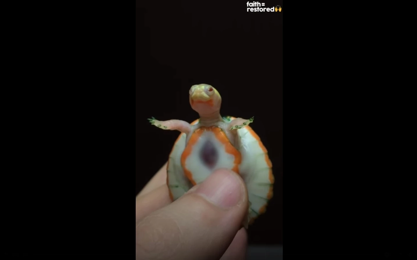 Teeny Tiny Turtle With Exposed Heart Defies The Odds By Living Her