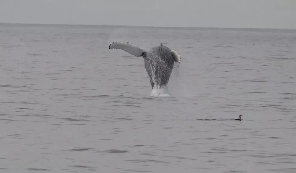 Whales Are Showing Off Near Cape May