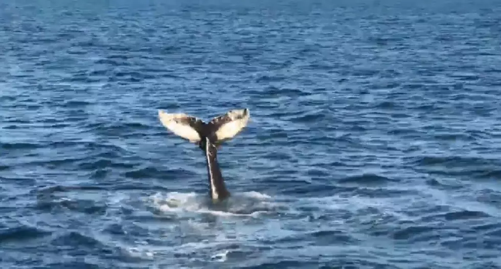 Whales Still Hanging Around Cape May