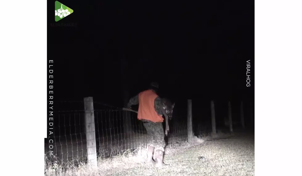 Hunter Frees Young Buck Caught In Fence