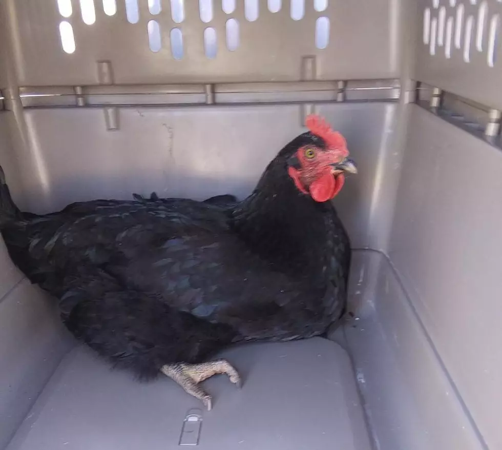 Stafford Twp Police Look to Reunite Lost Hen With Her Humans