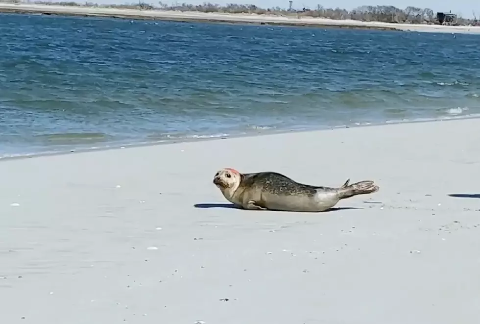 Stranding Center Warns Public to Keep Away From Seals