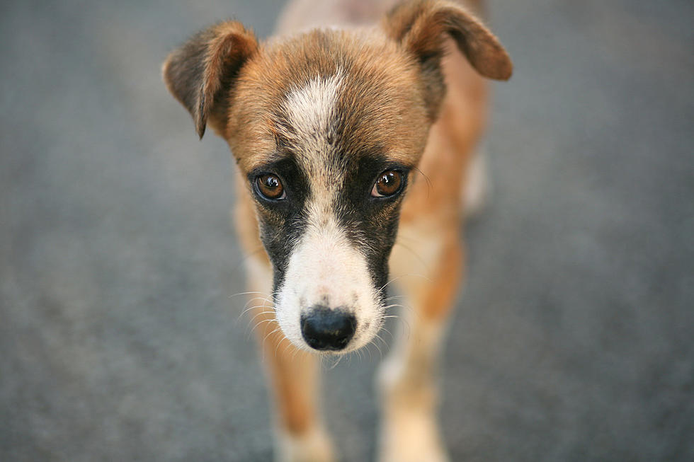 OUTRAGEOUS: Puppy Stolen and Dumped On Side Of South Jersey Road