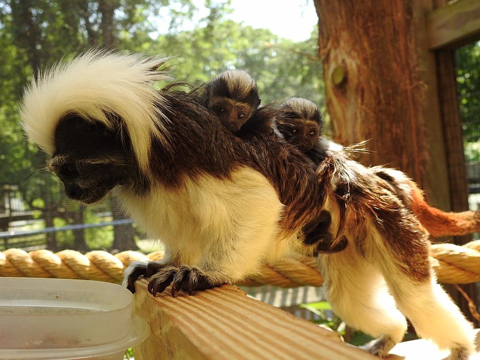 Cotton-Topped Tamarins Born at Cape May County Zoo
