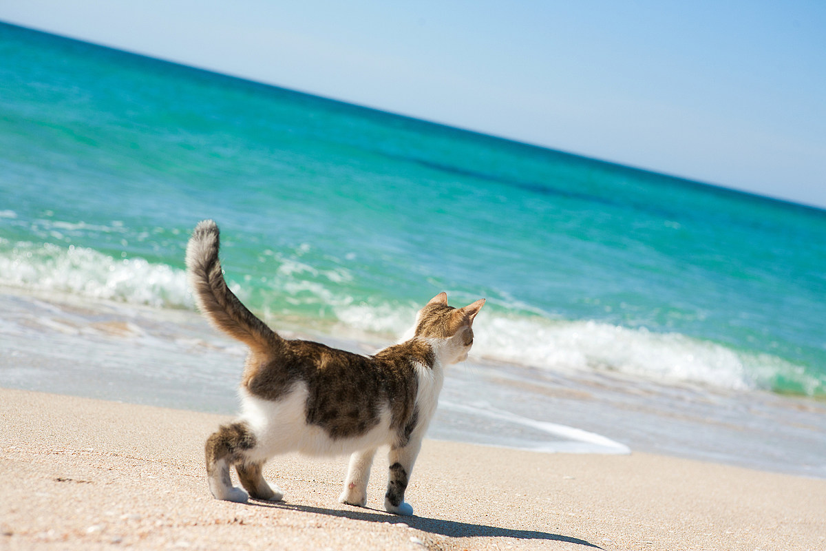 Cats On Ocean City Beach? Kitty Beach Days Are Actually A Thing