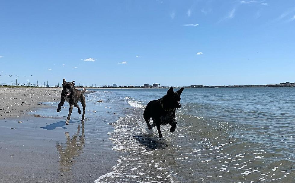 EHT Police Issue Warning About Dog Beach For Holiday Weekend