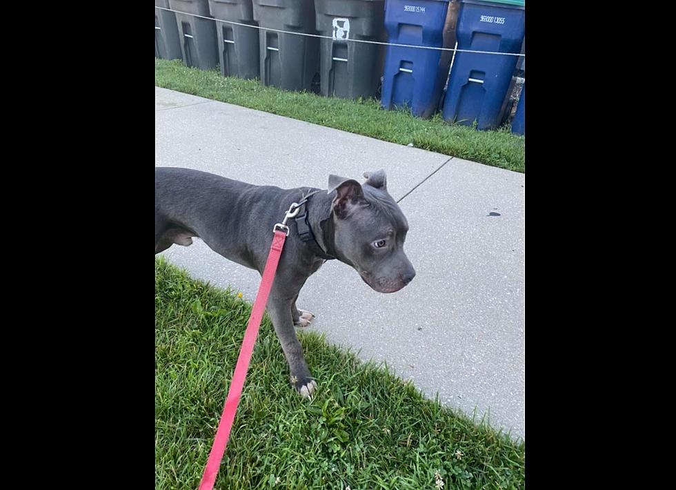 Lost Your Dog? Galloway Township Police Department Might Have Found It