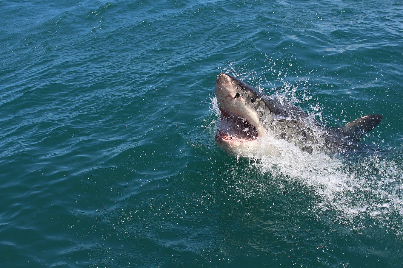 Those aren't 'baby great white sharks' washing up on the Oregon