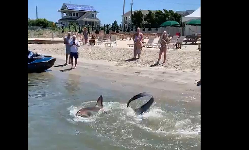 Video Shows Shark On the Prowl Off Strathmere, NJ