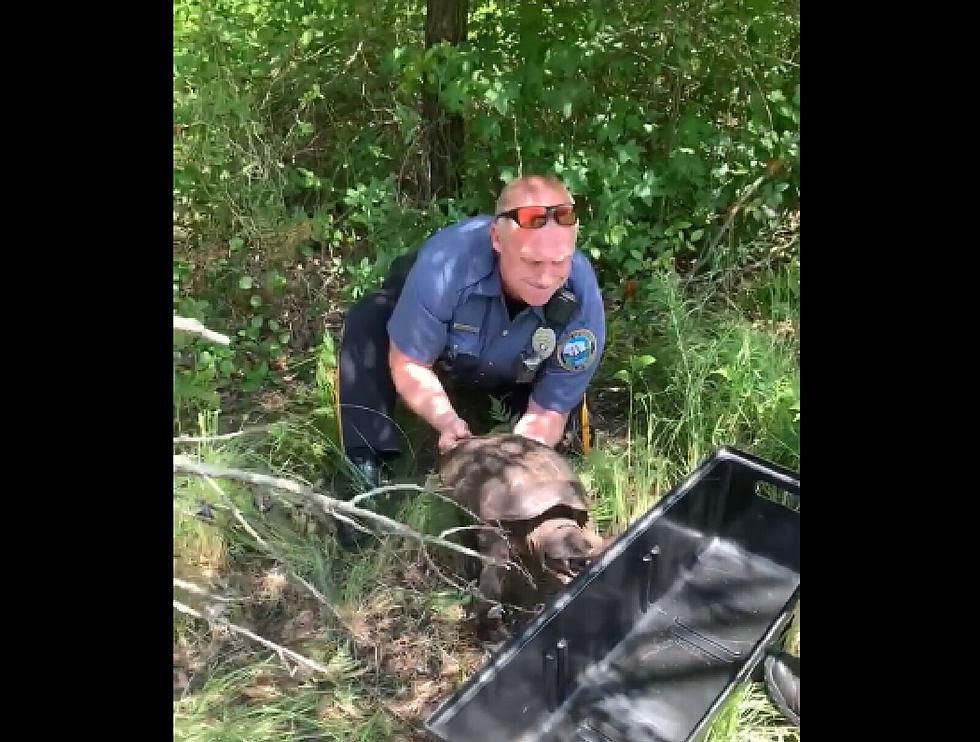 Watch: Hamilton Township, NJ, Cop Saves a Huge Turtle