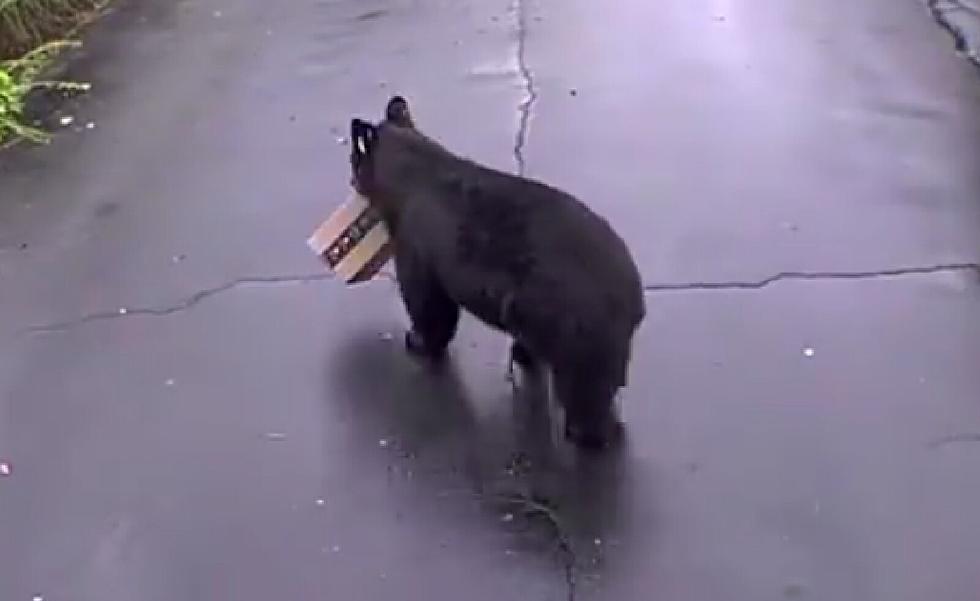 VIDEO: Bear Steals Amazon Package Off Front Porch