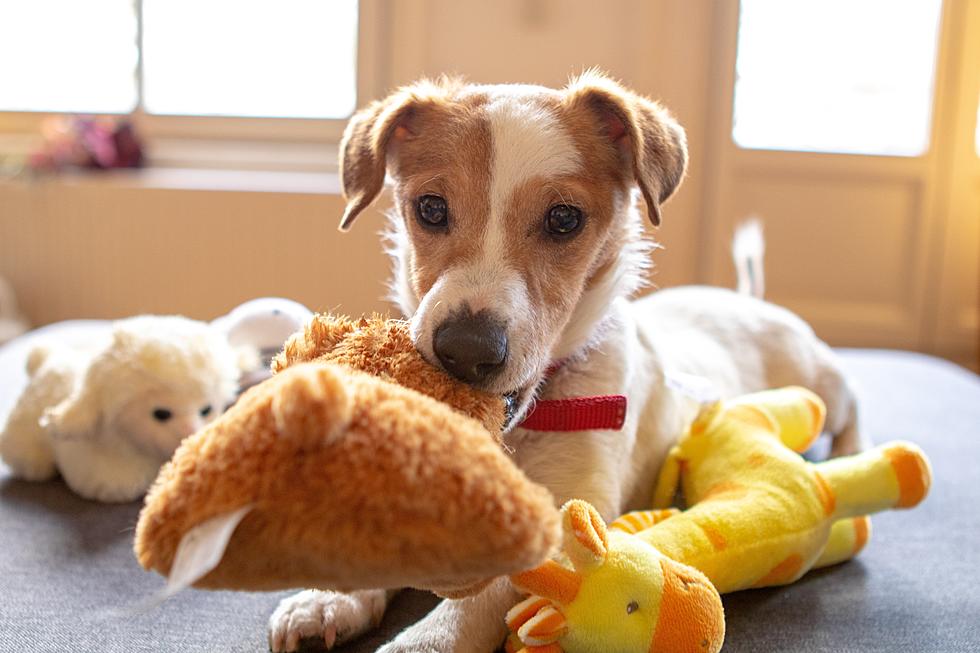 Who Said The Perfect Job Doesn&#8217;t Exist? Become A &#8216;Chief Puppy Officer&#8217;