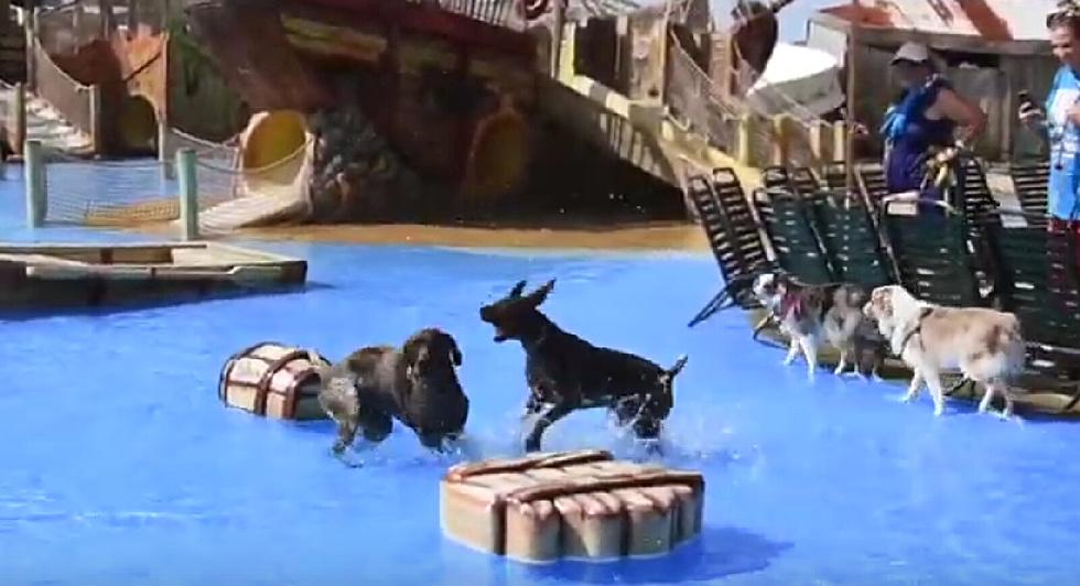 Take Your Dog to a Water Park in Wildwood This Weekend