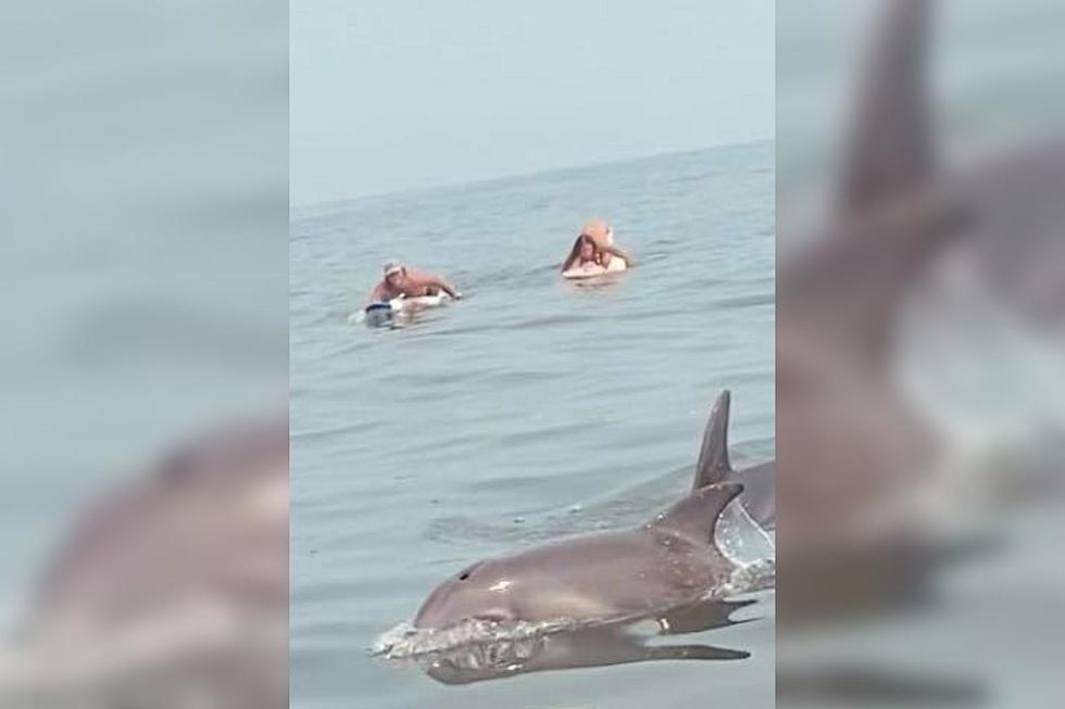Check Out The Dolphins That Decided To Join The Surfing Lineup In North Wildwood