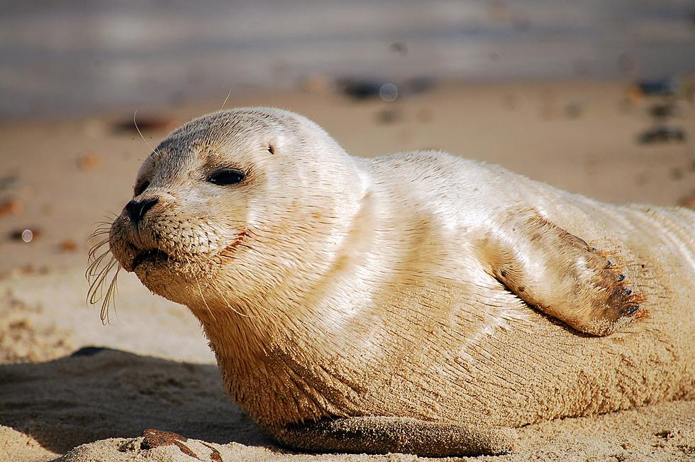 Here's Your Chance To Intern At Marine Mammal Stranding Center