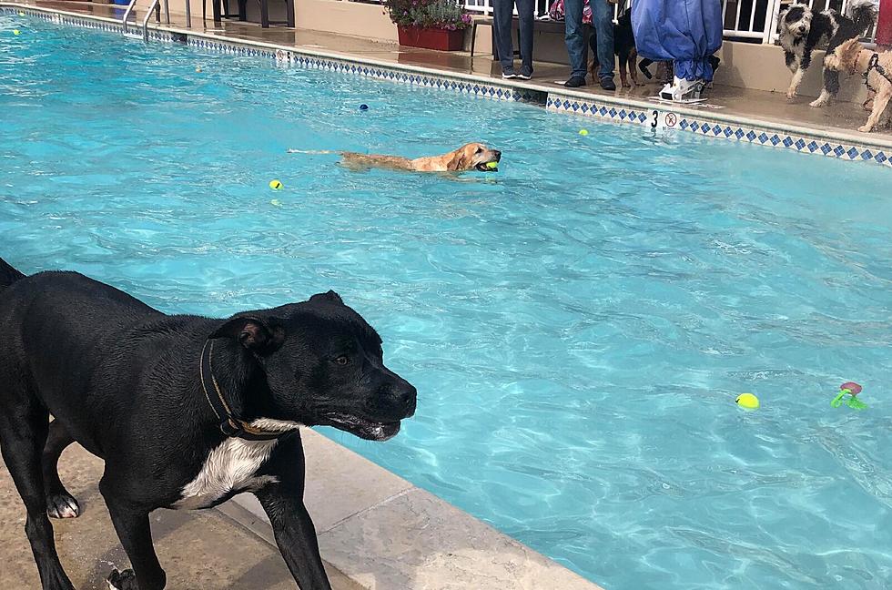 Take Your Doggie to the Pool This Weekend in Cape May