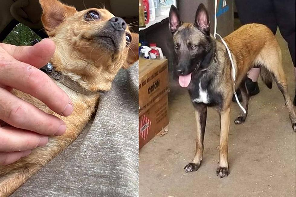 LOST: Two Dogs Spotted Wandering Hammonton & Egg Harbor Township, NJ Streets