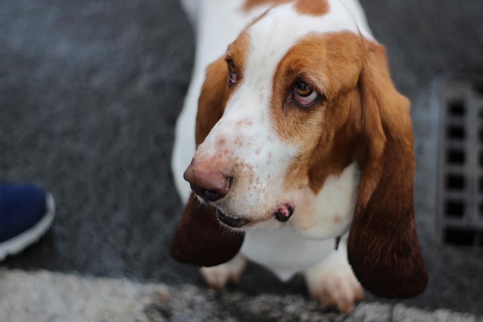 Bassett Hound Pup Owes His Life To One Mays Landing, NJ Woman & The Vet Who Saved Him