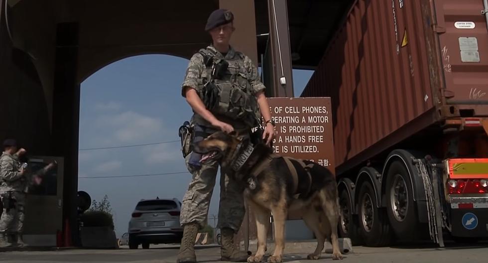 Not All Veterans Wear Boots: Can't Forget About The K-9 War Dogs