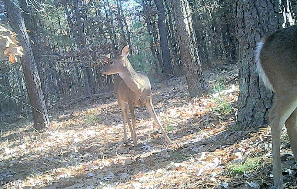 17 Favorite Deer Trail Cam Photos from Egg Harbor Township, NJ