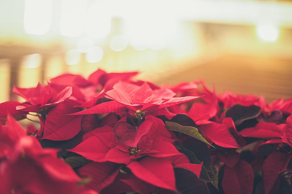 South Jersey Residents Can Score Some Free Flowers This Holiday Season