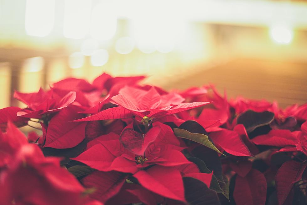 South Jersey Residents Can Get a Free Poinsettia This Holiday Season