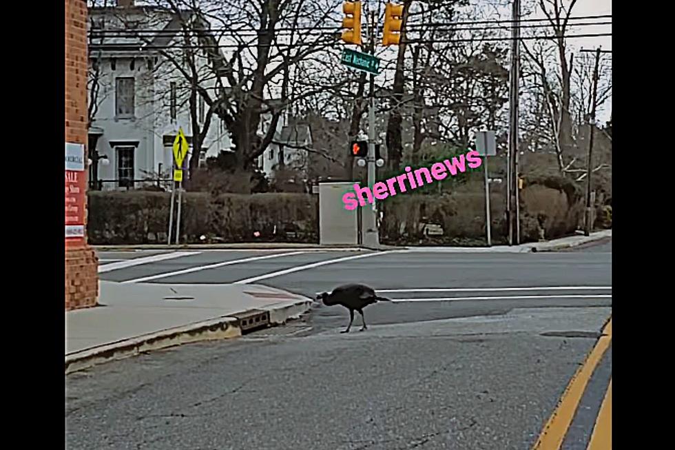 Cape May Court House’s New Resident Turkey Is The Most Popular Bird In Town